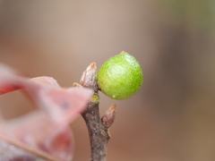 Amphibolips globulus