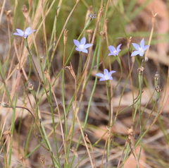Wahlenbergia luteola