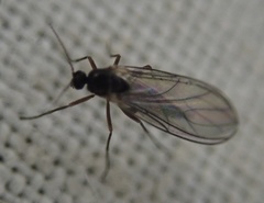Diptera