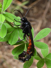 Elaphroptera scoliaeformis