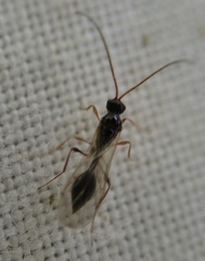 Belytinae