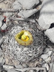 Coryphantha delicata
