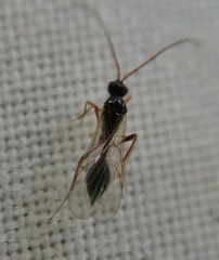 Belytinae
