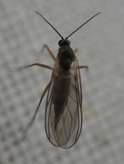 Diptera