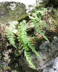Woodsia caucasica