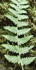 Woodsia caucasica