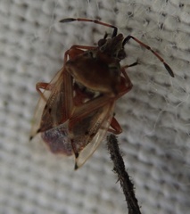 Kleidocerys resedae