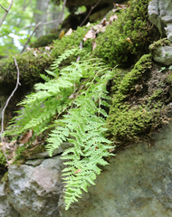 Woodsia caucasica