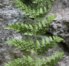 Woodsia caucasica