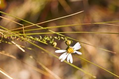 Symphyotrichum walteri