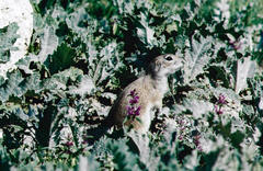Spermophilus xanthoprymnus