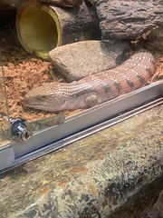 Tiliqua