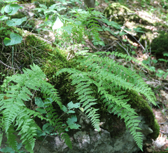 Woodsia caucasica
