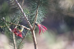 Melaleuca torulosa