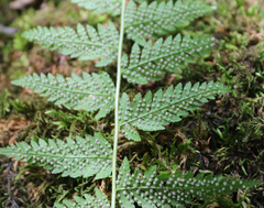Woodsia caucasica
