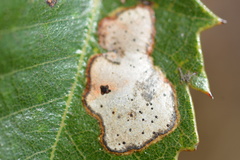 Coccomyces dentatus