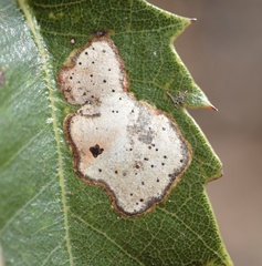 Coccomyces dentatus