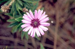 Macrolearia semidentata