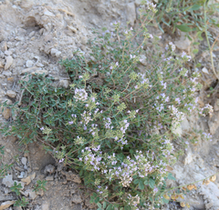 Ziziphora serpyllacea