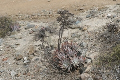 Dudleya virens insularis