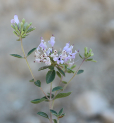 Ziziphora serpyllacea