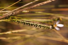 Symphyotrichum walteri