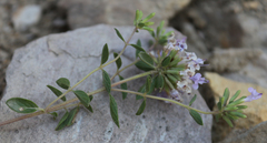 Ziziphora serpyllacea