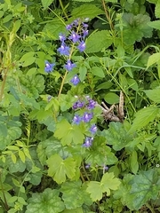 Delphinium bakeri