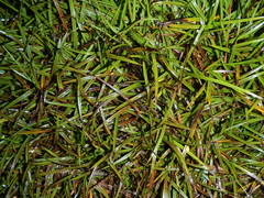 Astelia linearis