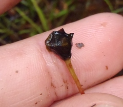 Astelia linearis