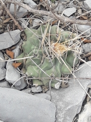 Thelocactus rinconensis