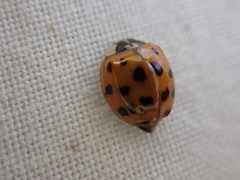 Harmonia axyridis