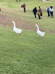 Anser cygnoides domesticus