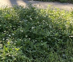 Bidens alba