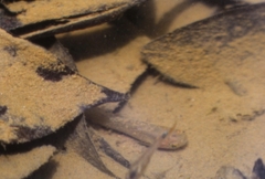 Anablepsoides hartii