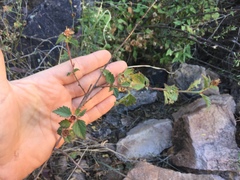 Malvastrum bicuspidatum