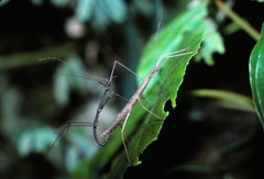 Ocnophiloidea regularis