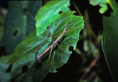 Ocnophiloidea regularis