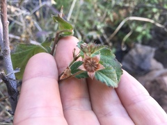 Malvastrum bicuspidatum