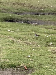 Charadrius vociferus