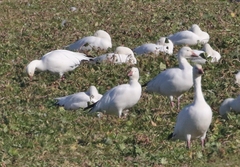 Anser caerulescens × rossii
