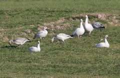 Anser caerulescens × rossii