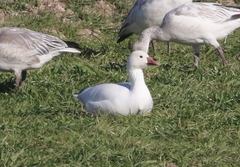Anser caerulescens × rossii