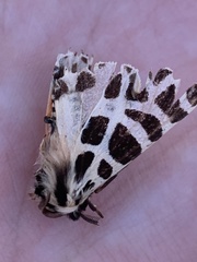 Apantesis incorrupta