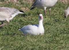 Anser caerulescens × rossii
