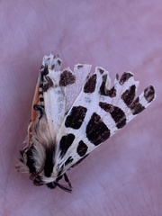 Apantesis incorrupta