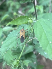Hypselonotus bitrianguliger