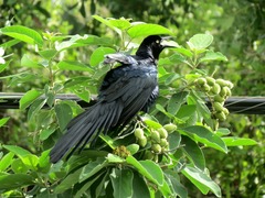 Quiscalus mexicanus