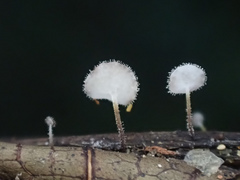 Gloiocephala epiphylla