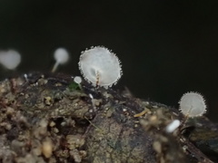 Gloiocephala epiphylla